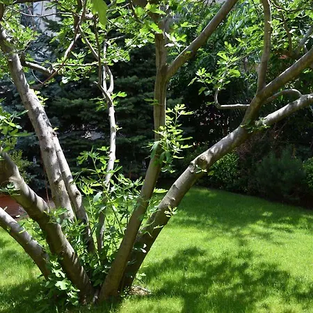 Fig Tree House 3* Budapest