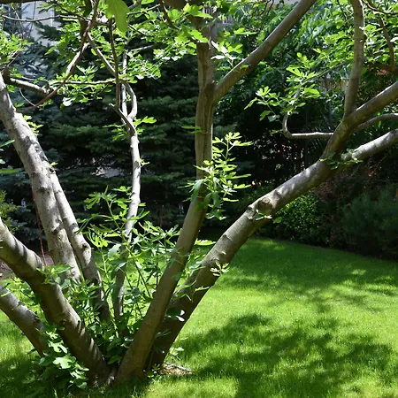 Fig Tree House 3* Budapest